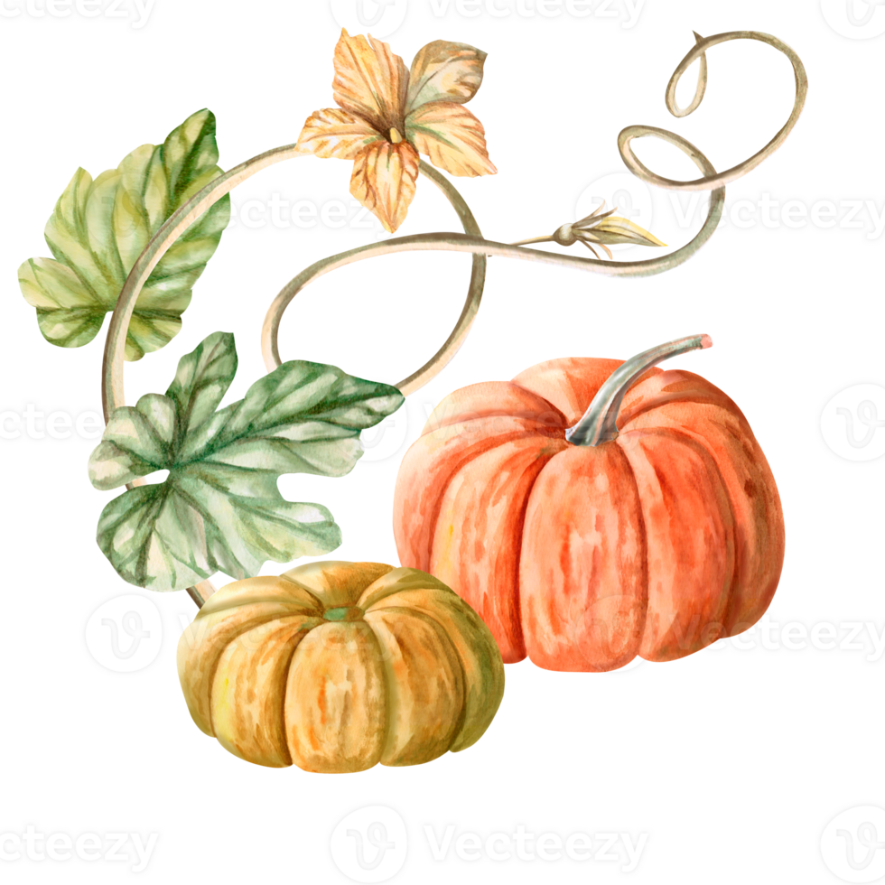 A composition of pumpkins, a climbing stem of flowers and leaves painted in watercolor. Illustration on the theme of harvest, for fairs, invitations. The illustration is isolated from the background. png
