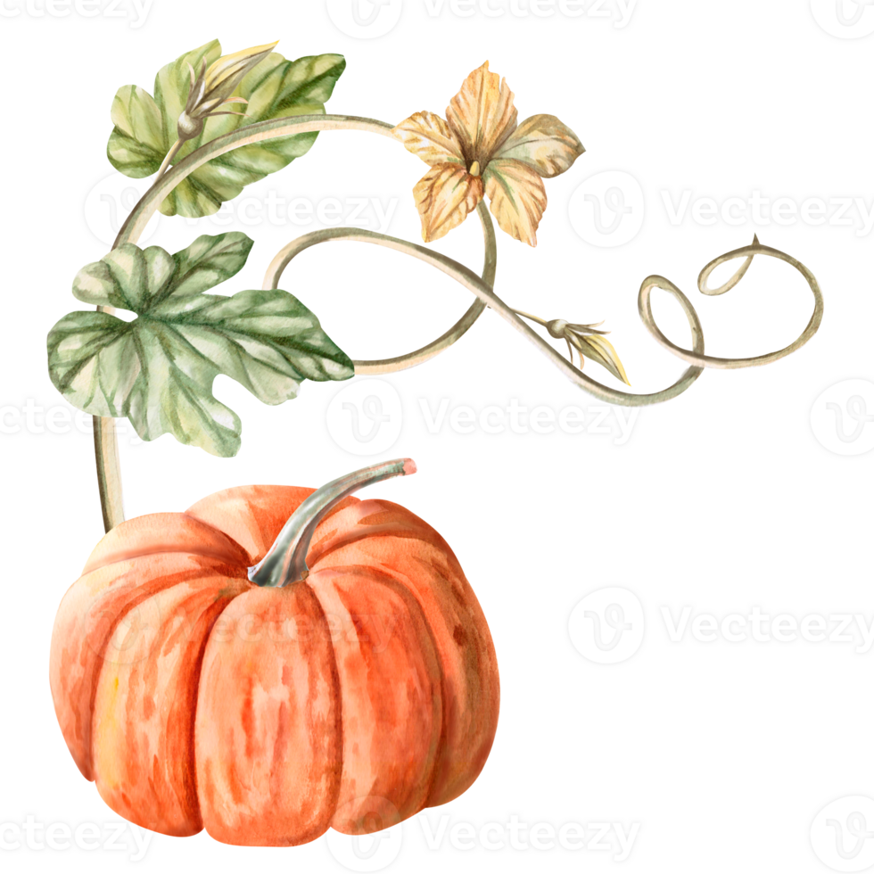Orange pumpkin with leaves, stem and flowers painted in watercolor. Illustration on the theme of harvest, Halloween for printing on fabric, packaging, fairs. Illustration isolated from the background. png