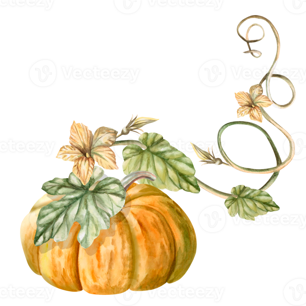 A climbing stem with a pumpkin, leaves, drawn in watercolor. Illustration on the theme of harvest, Halloween for printing on fabric, packaging, fairs. The illustration is isolated from the background. png