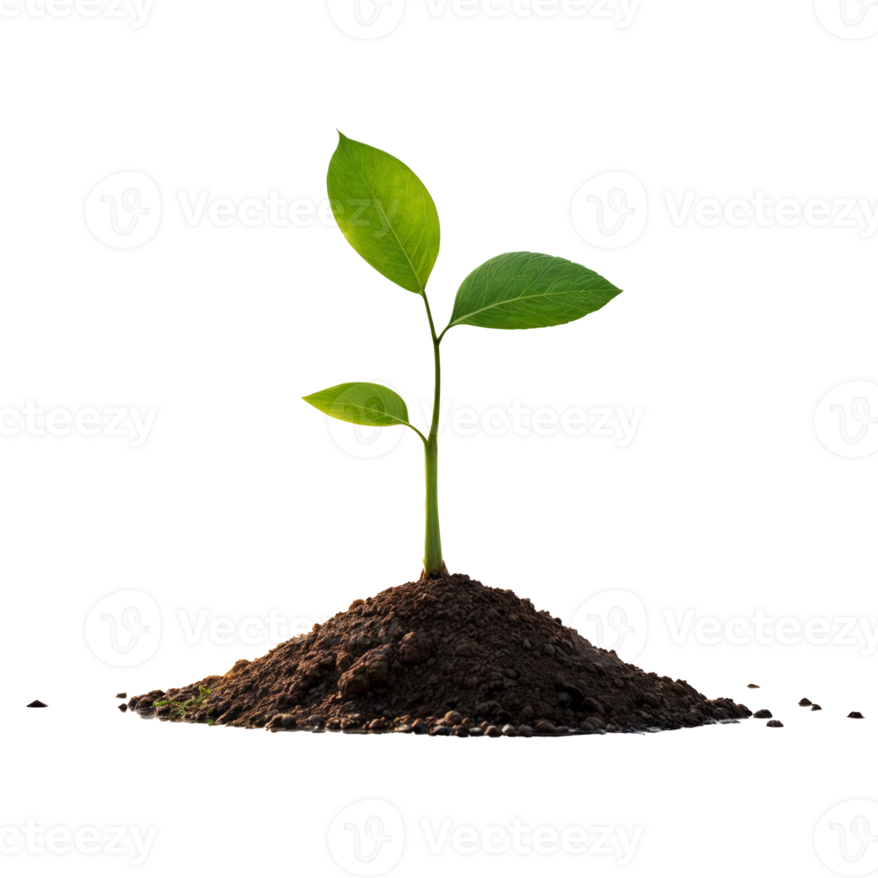 A sprout breaks through from the ground on a transparent background png