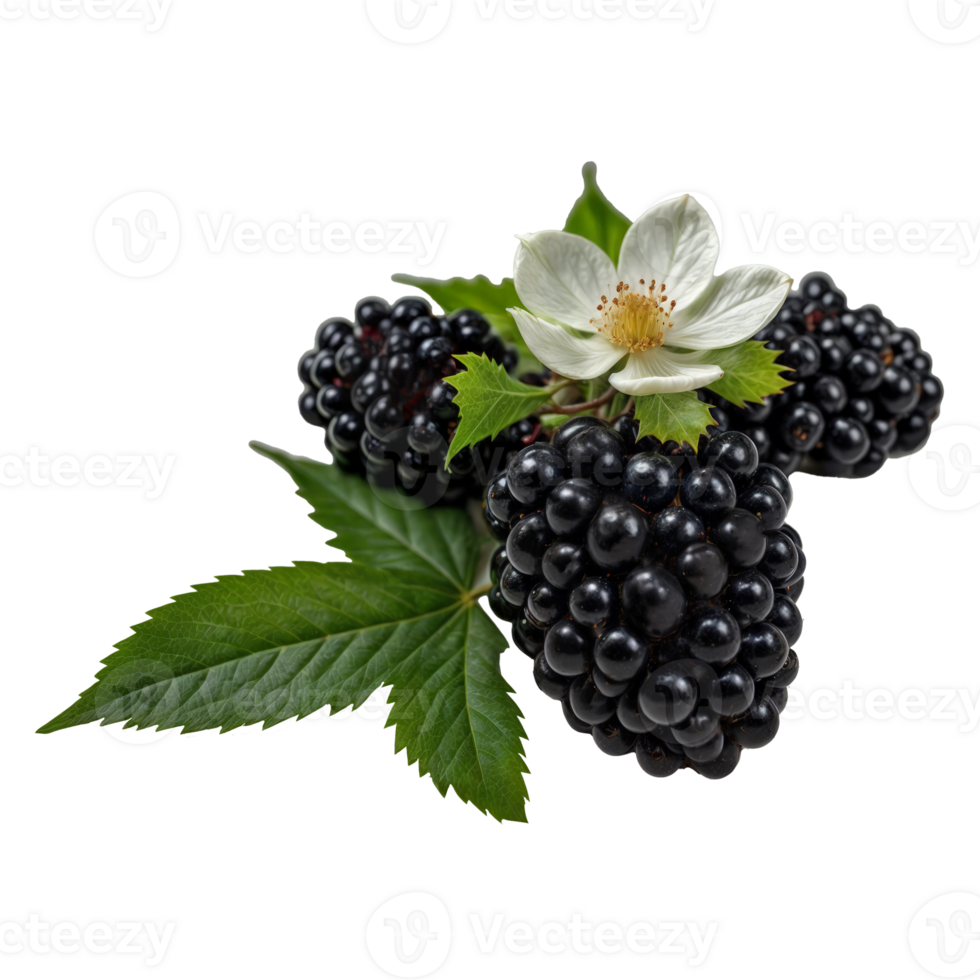 Organic Blackberries Arranged on Clear Background Illustration png