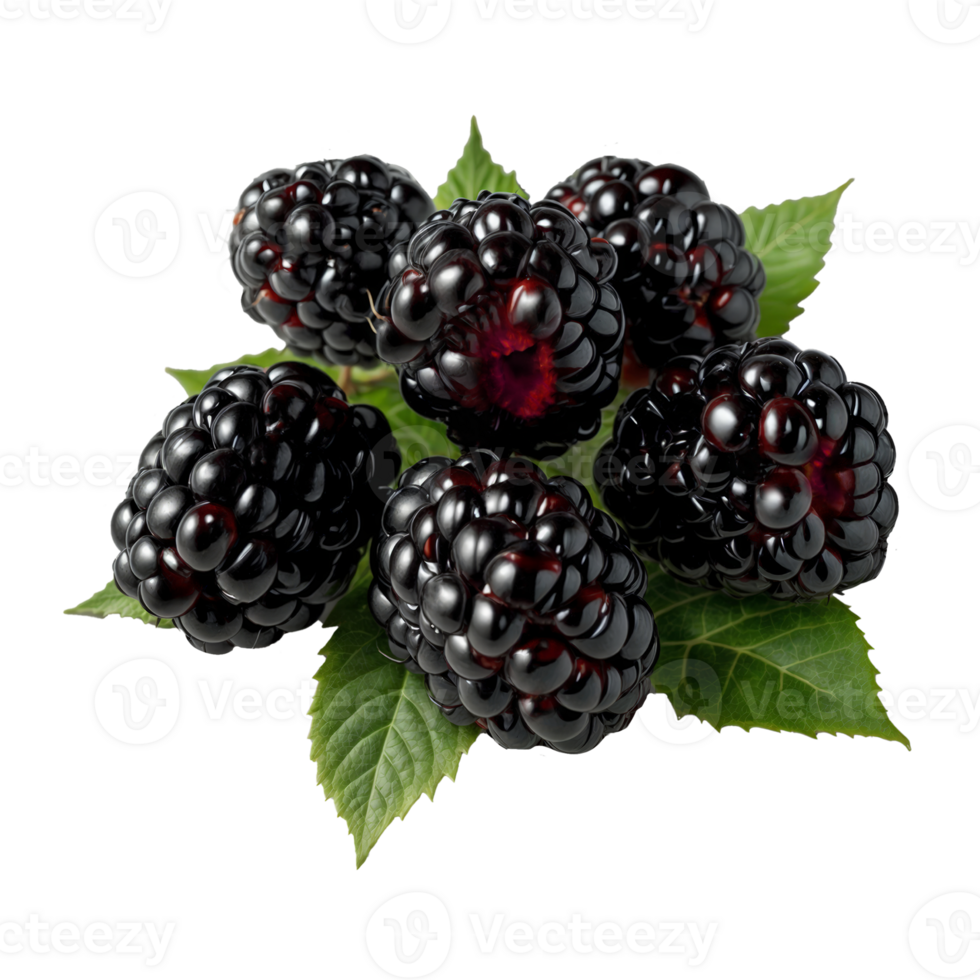 Realistic Blackberry Patterns on Transparent Background Elements png