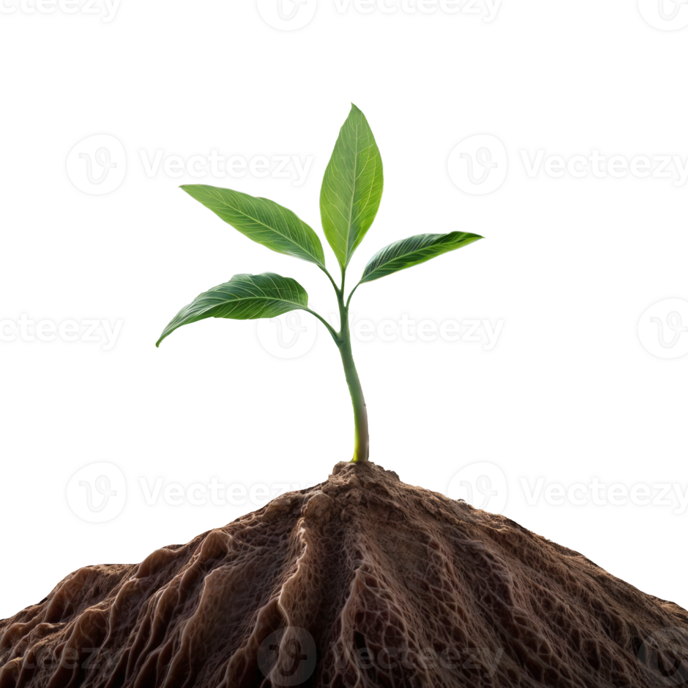 A young plant makes its way out of the ground against a transparent background png