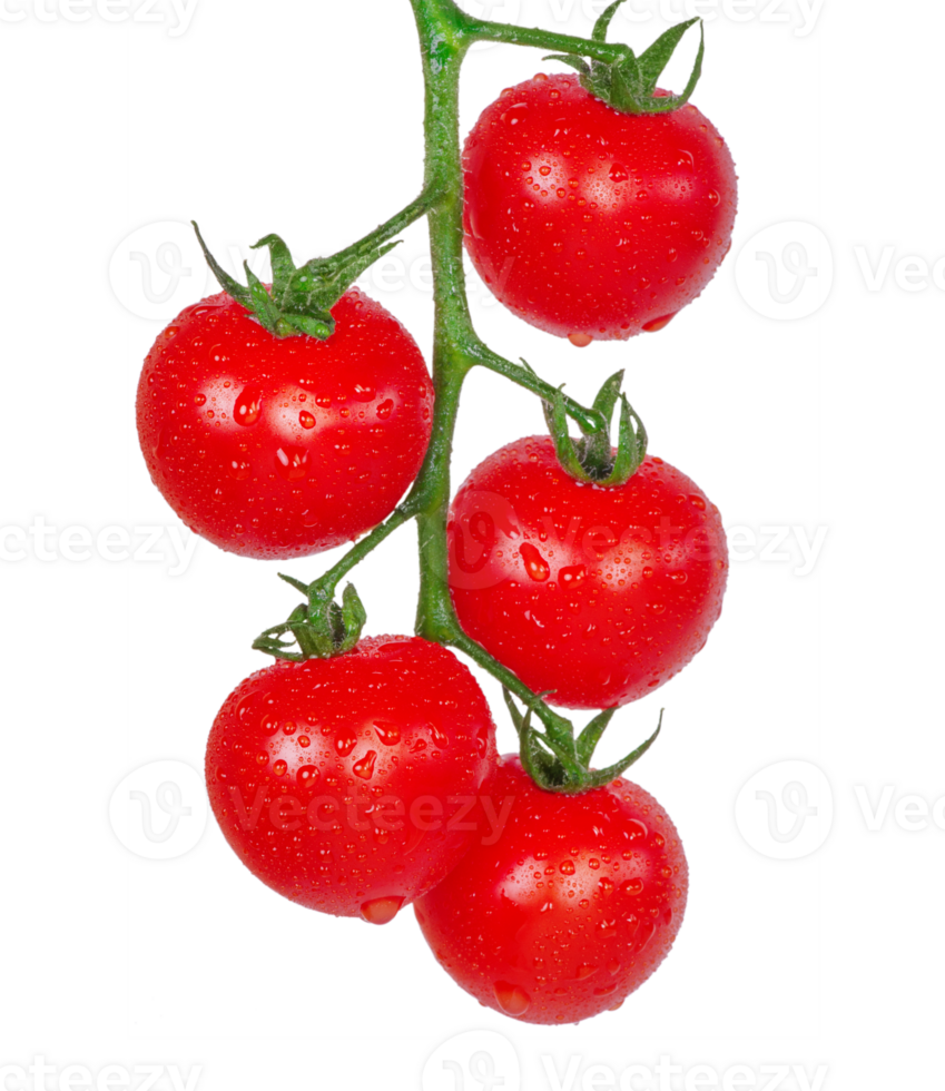 Cherry tomatoes on a branch. Red tomatoes isolate png
