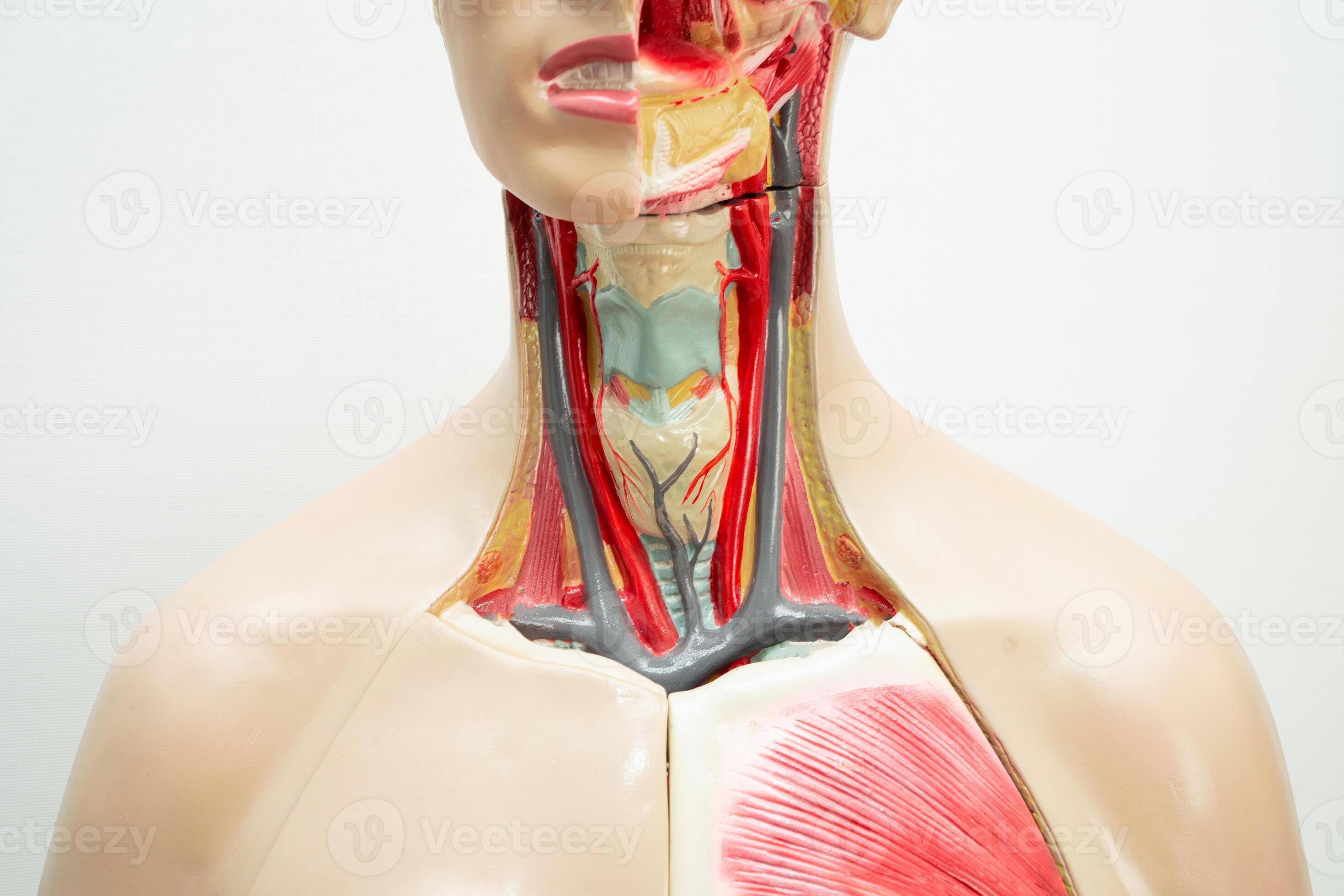 Understanding Your Throat: Protecting the Pharynx and Larynx