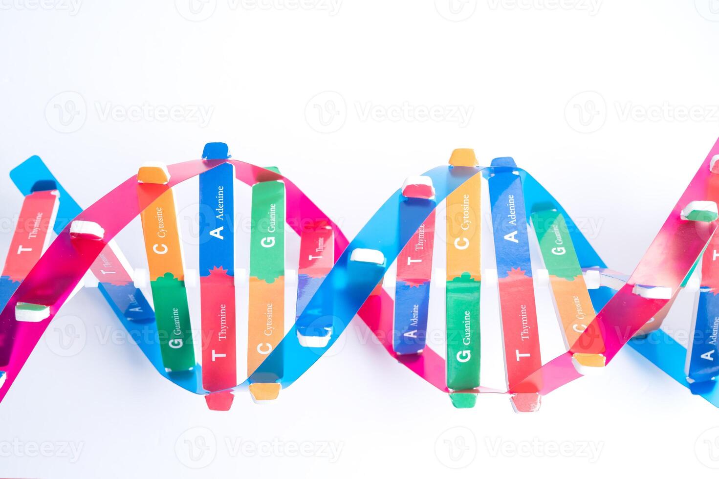 DNA or Deoxyribonucleic acid is a double helix chains structure formed by base pairs attached to a sugar phosphate backbone. photo