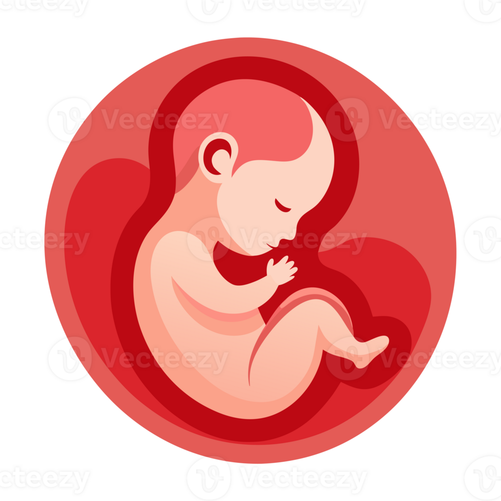 A fetus is depicted curled up inside the womb, portrayed with shades of red and pink png