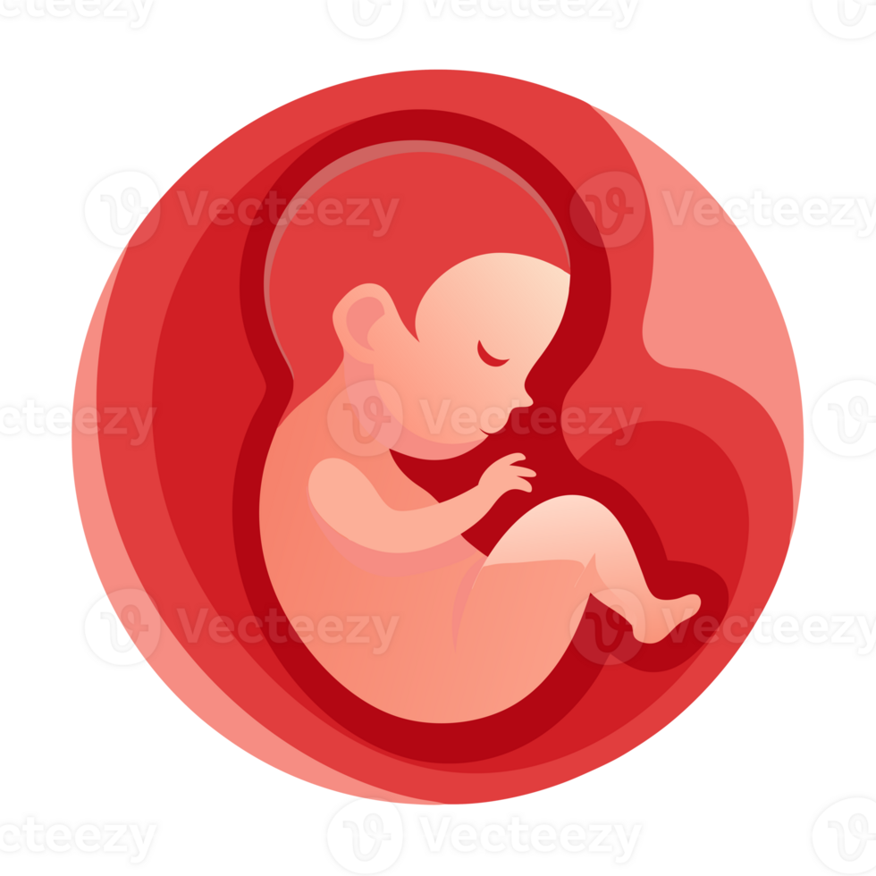 een foetus is afgebeeld gekruld omhoog binnen de baarmoeder, afgebeeld met tinten van rood en roze png