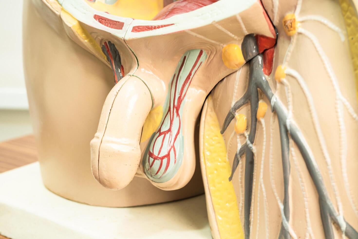 Human penis with intestine in man body model anatomy for medical training course, teaching medicine education. photo