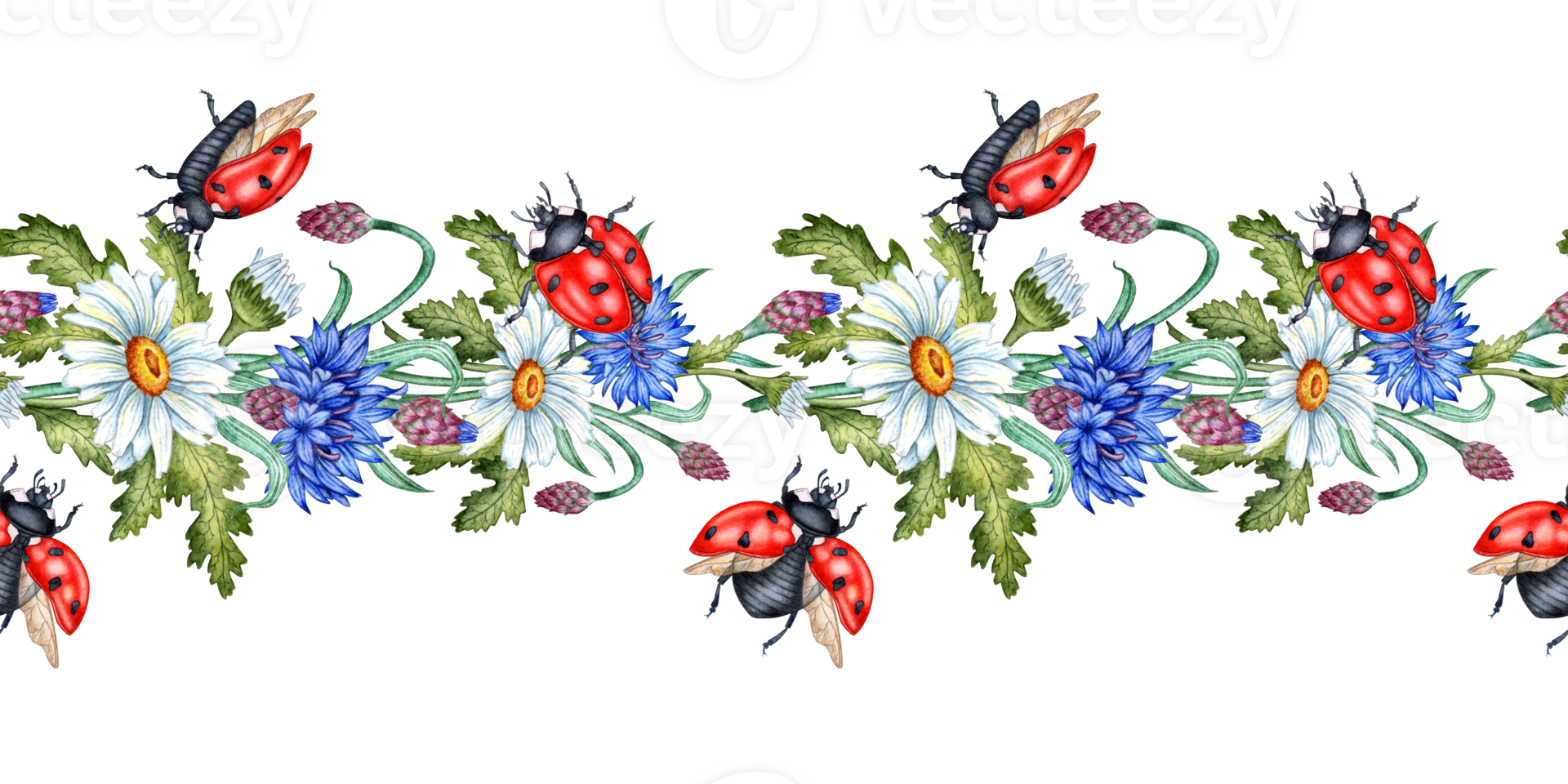 Blue cornflowers daisies and ladybugs pattern horizontal watercolor illustration. Wildflower botanical composition element isolated from background. Suitable for cosmetics, aromatherapy, medicine, png