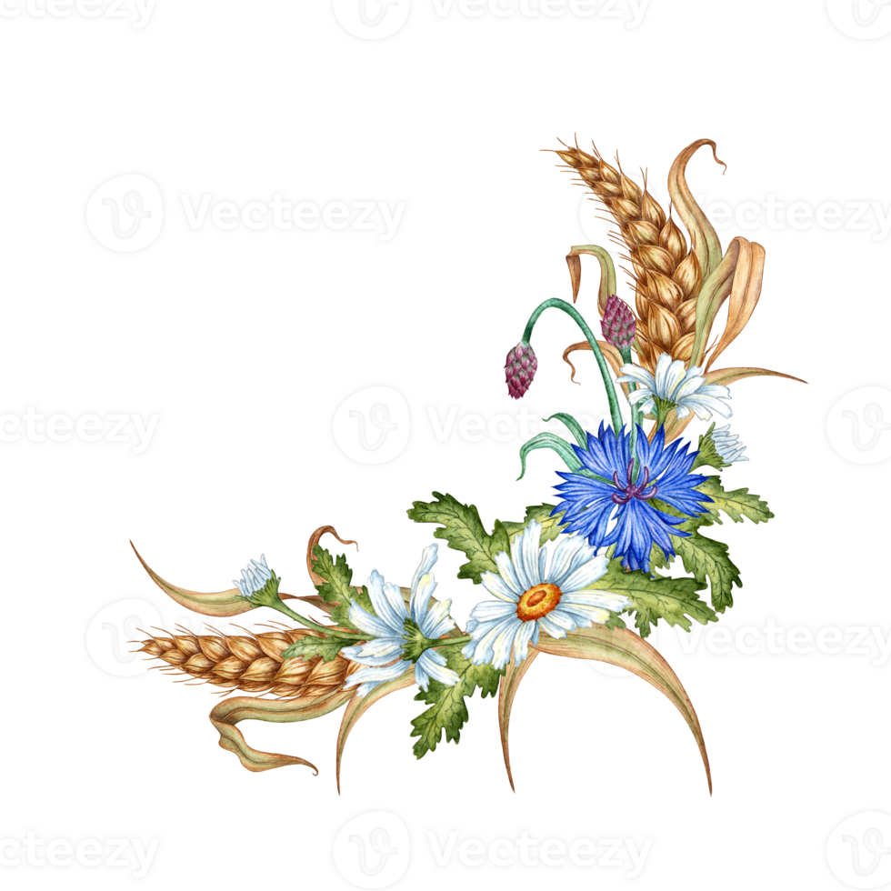 Blue cornflowers, daisies, ears of wheat corner wreath watercolor illustration. Bouquet element of wildflower botanical composition isolated from background. Suitable for cosmetics, aromatherapy, png