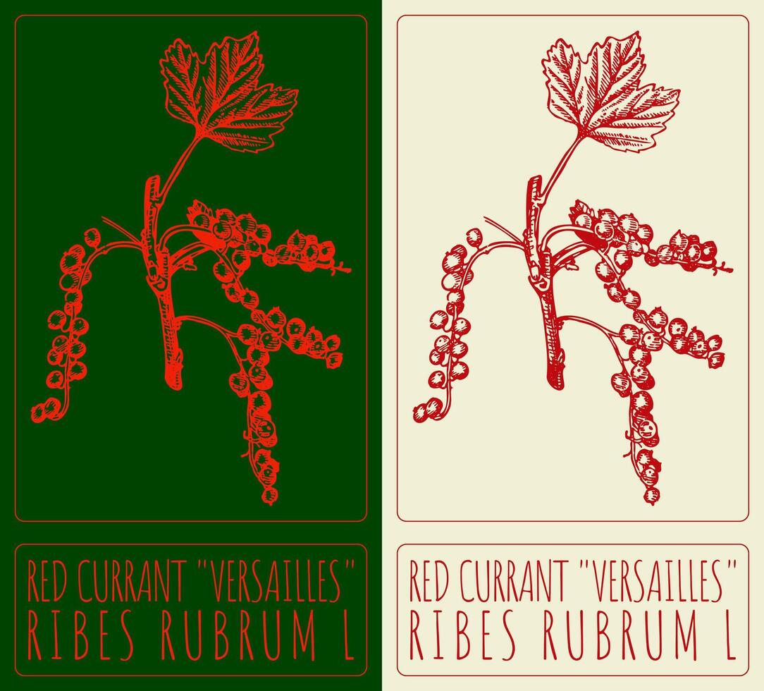 Drawing RED CURRANT VERSAILLES. Hand drawn illustration. Latin name is RIBES RUBRUM L. vector