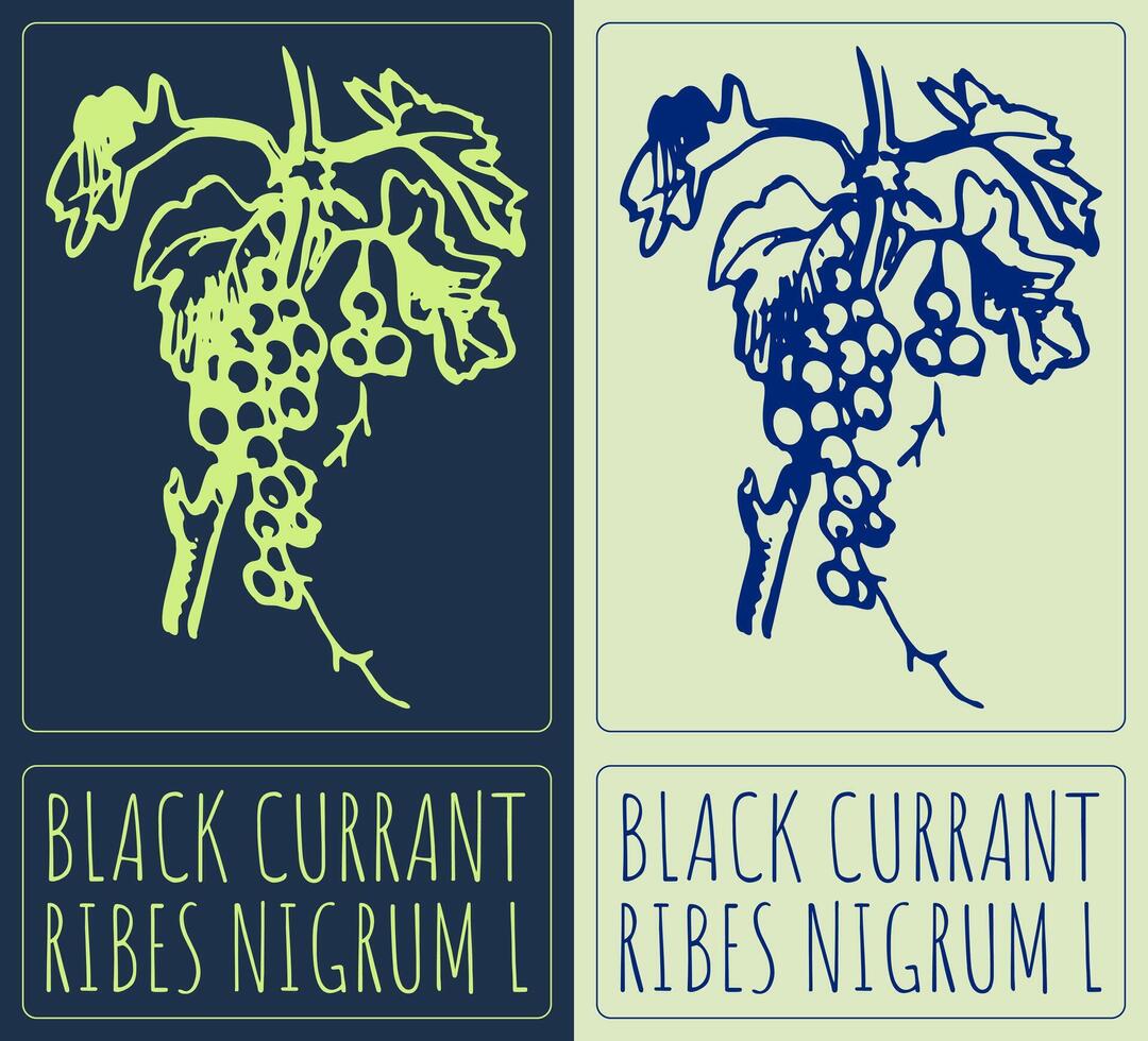 Drawing BLACK CURRANT. Hand drawn illustration. Latin name is RIBES NIGRUM L. vector