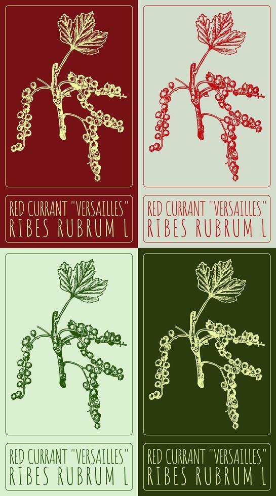 Set of drawing RED CURRANT VERSAILLES in various colors. Hand drawn illustration. Latin name is RIBES RUBRUM L. vector