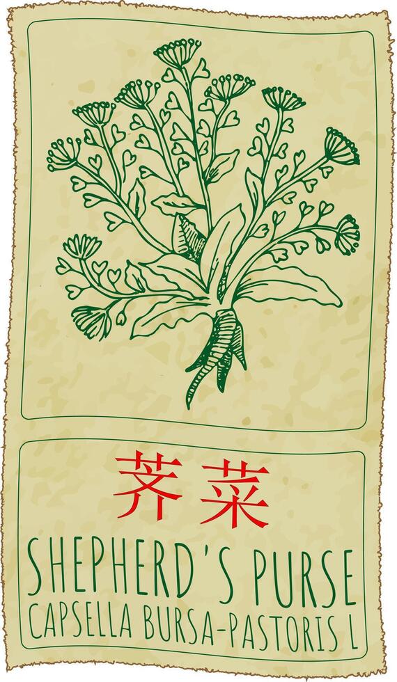 Drawing SHEPHERD'S PURSE in Chinese. Hand drawn illustration. Latin name is CAPSELLA BURSA-PASTORIS L. vector
