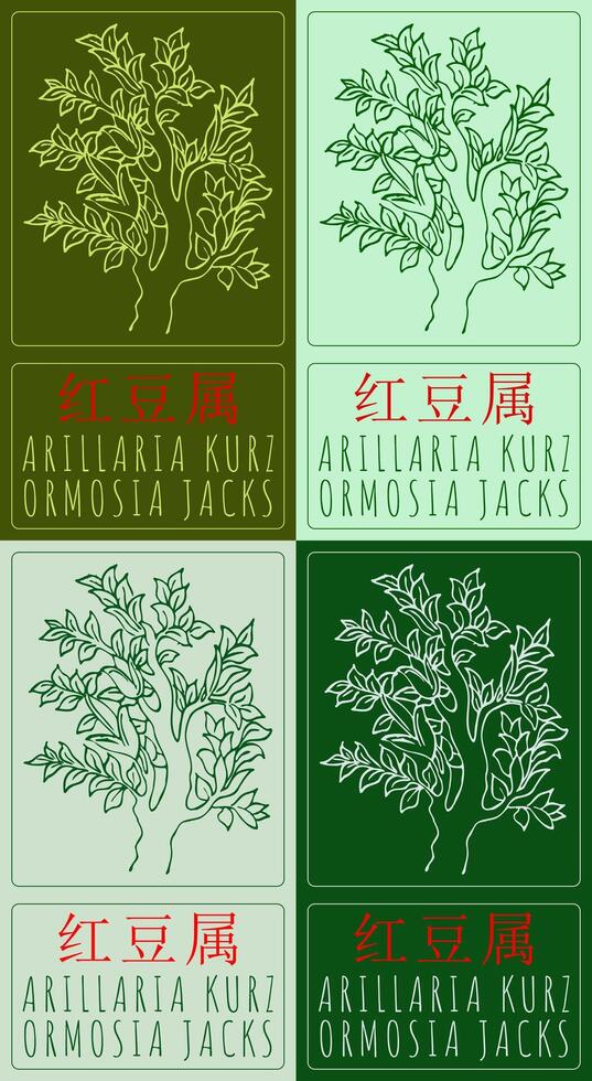 Set of drawing ARILLARIA KURZ in Chinese in various colors. Hand drawn illustration. Latin name is ORMOSIA JACKS. vector