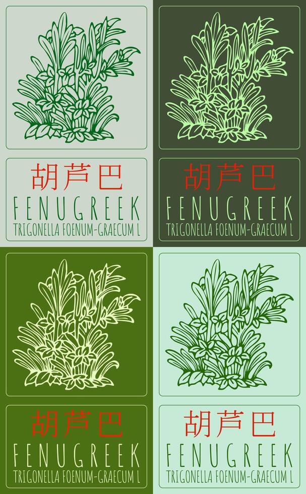 Set of drawing FENUGREEK in Chinese in various colors. Hand drawn illustration. Latin name is TRIGONELLA FOENUM-GRAECUM L. vector
