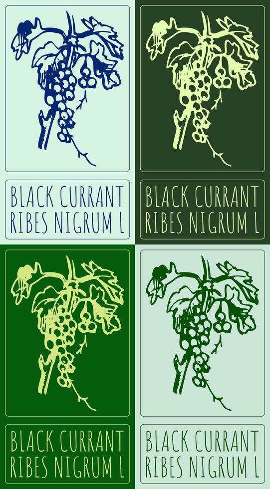 Set of drawing BLACK CURRANT in various colors. Hand drawn illustration. Latin name is RIBES NIGRUM L. vector