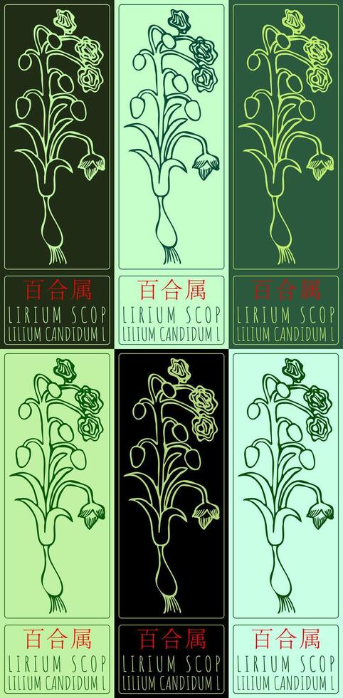 Set of drawing LIRIUM SCOP in Chinese in various colors. Hand drawn illustration. Latin name is LILIUM CANDIDUM L. vector