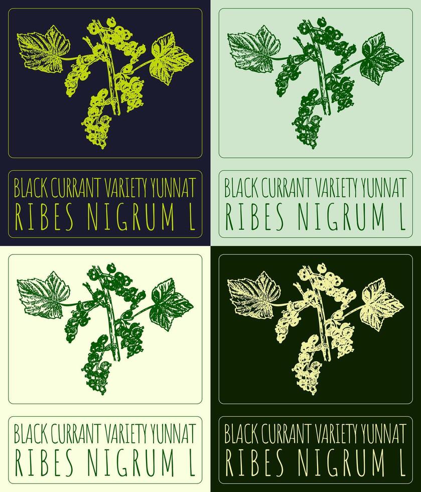 Set ofdrawing BLACK CURRANT VARIETY YUNNAT in various colors. Hand drawn illustration. Latin name is RIBES NIGRUM L. vector