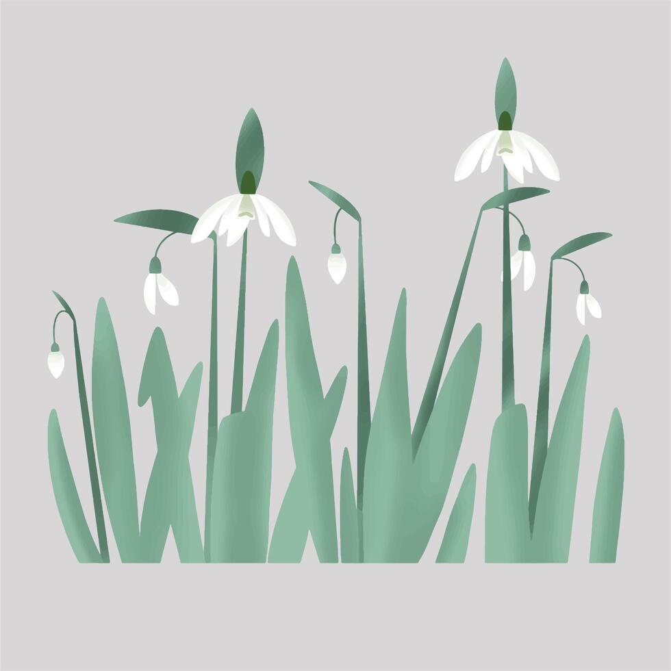 Snowdrop background illustration vector