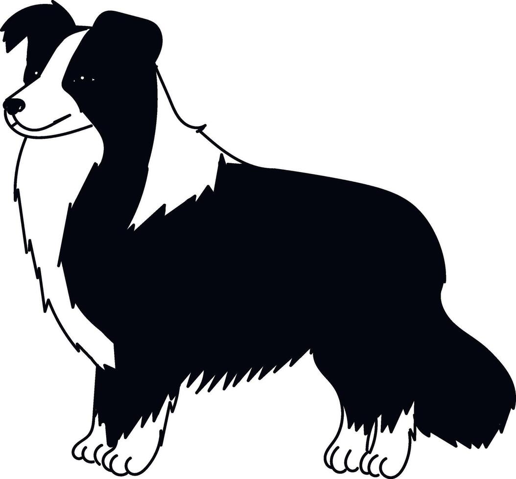 Simple hand drawing border collie dog breed isolated on white vector