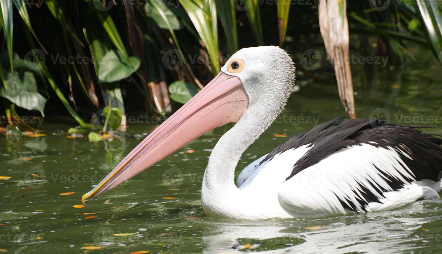 wonderful bird Pelicans, this bird with the latin name Pelecanus conspicillatuas has a pouched beak, and that is its characteristic, among other birds, pelicans have the longest beaks photo