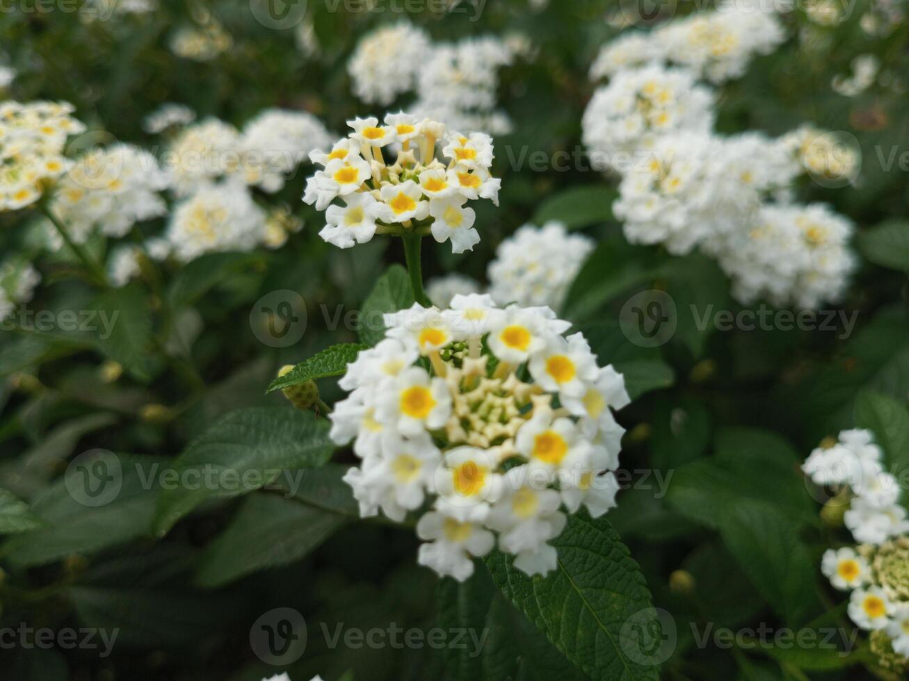 saliara or Lantana camara, blooming in a garden photo