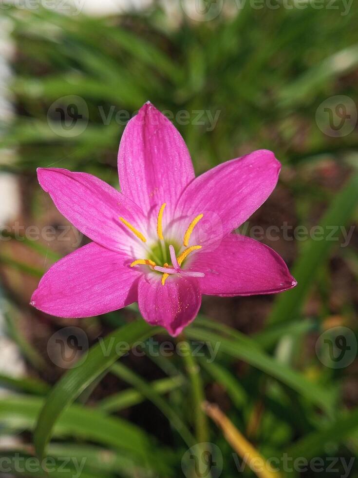 Zephyranthes or pink rain lilies are seen blooming beautifully photo