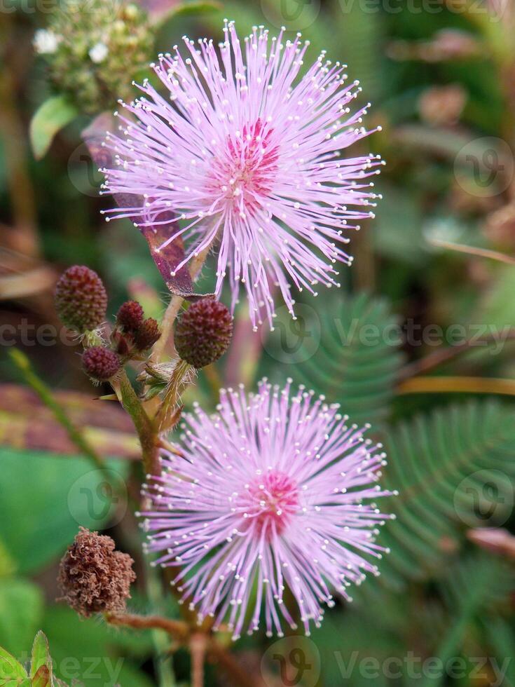 Mimosa pudica is known for its leaves which can quickly close or wither by themselves when touched photo