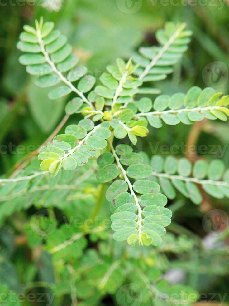 The Phyllanthus urinaria plant grows wild in the field photo