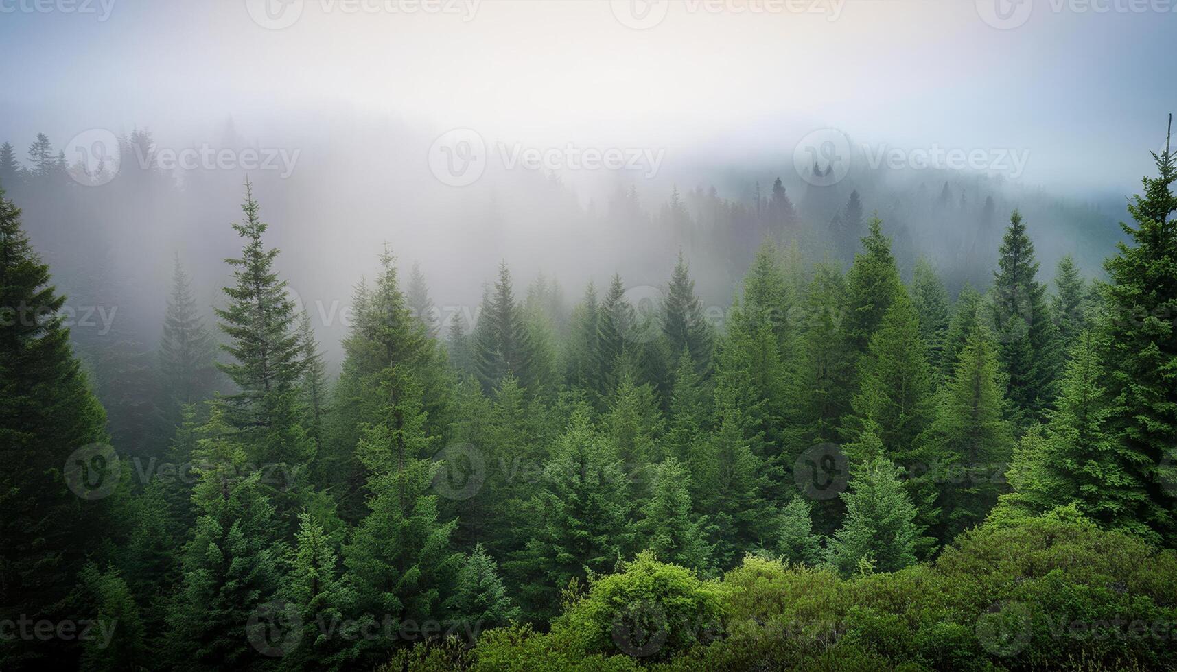 A misty morning in a pine forest photo