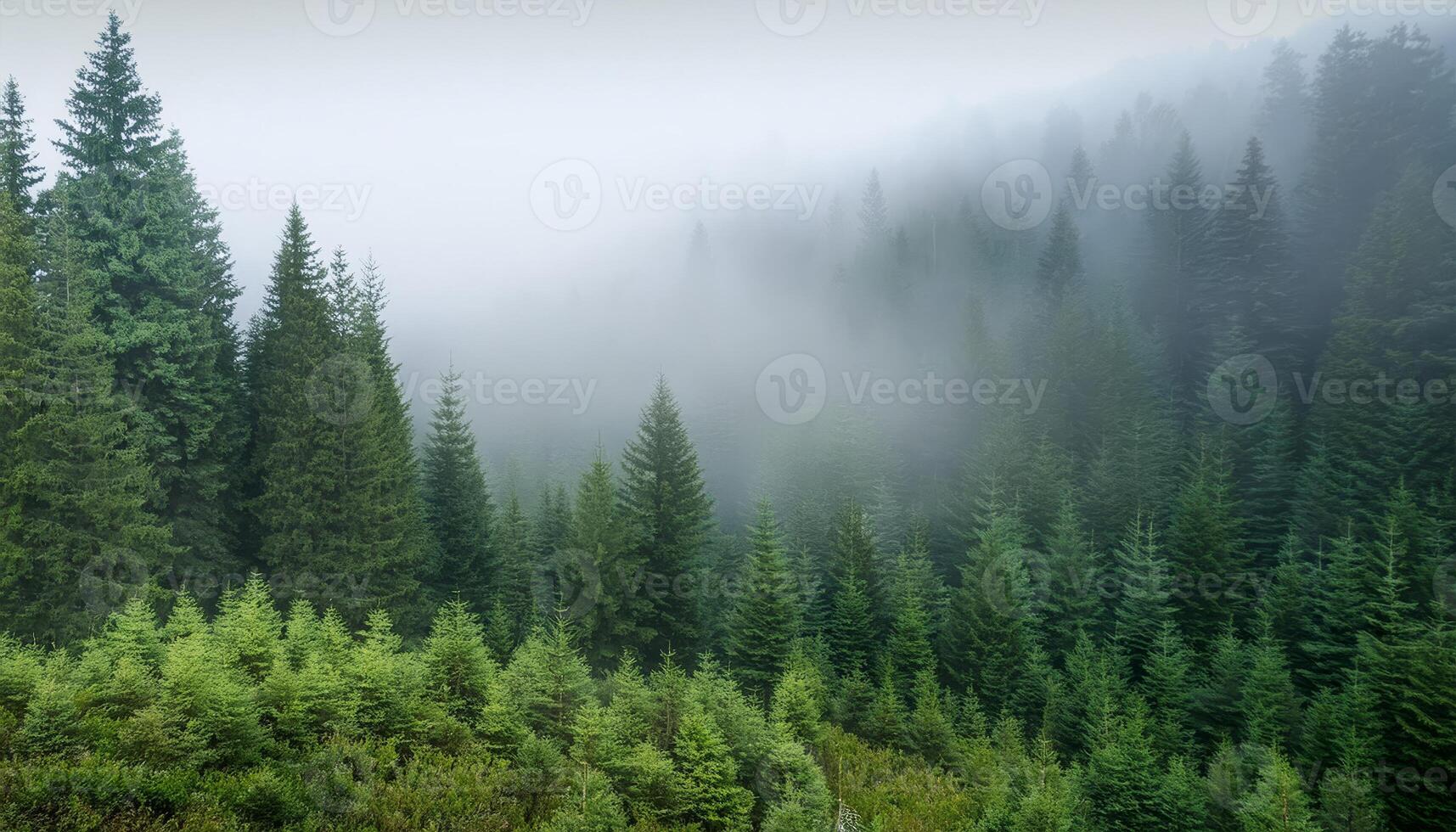 A foggy forest with tall evergreen trees photo