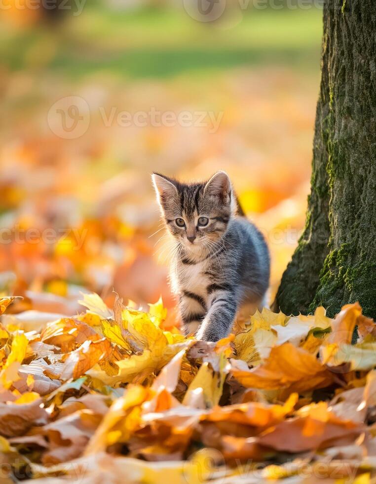A small kitten walks through a pile of autumn leaves photo