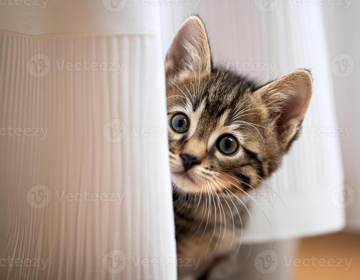 A curious kitten peeks out from behind a white curtain photo