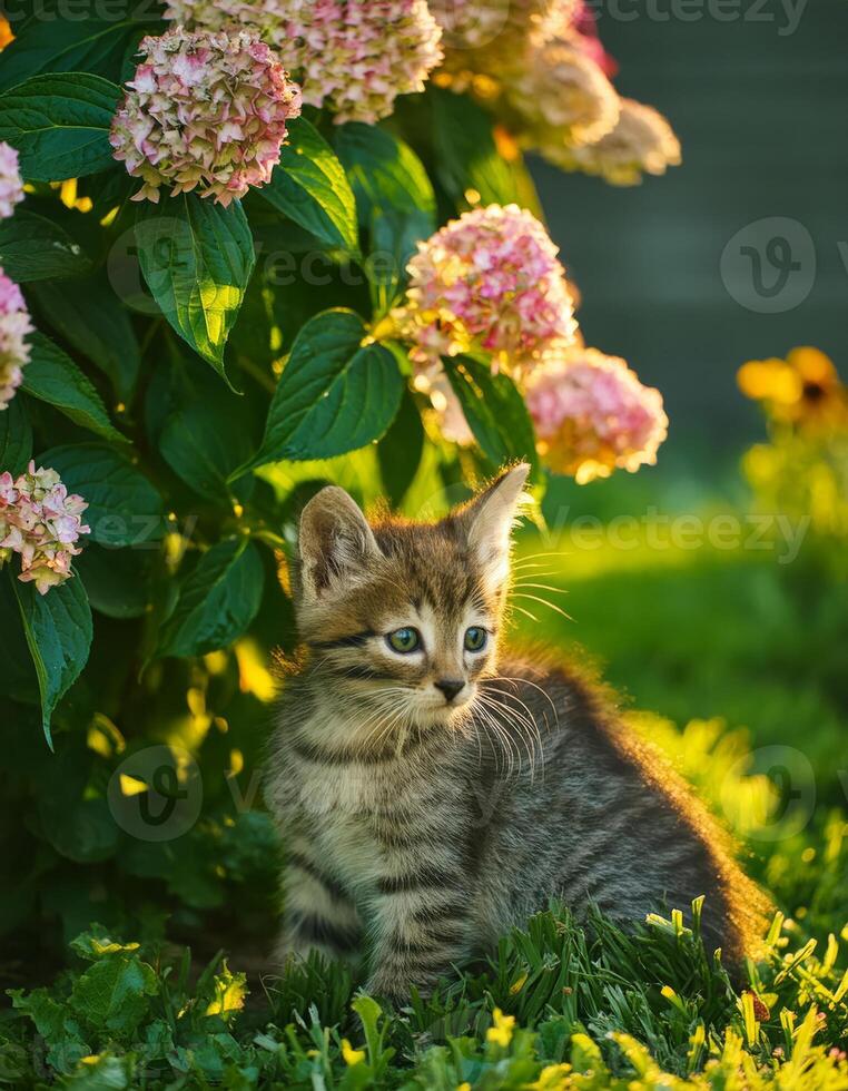 A cute tabby kitten sits in the grass next to a bush of pink flowers photo
