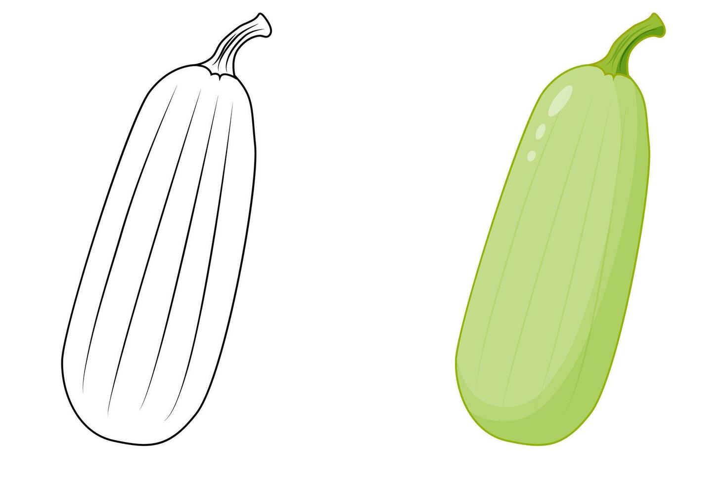 Contour and green courgette. Outline and close-up of green zucchini. vector