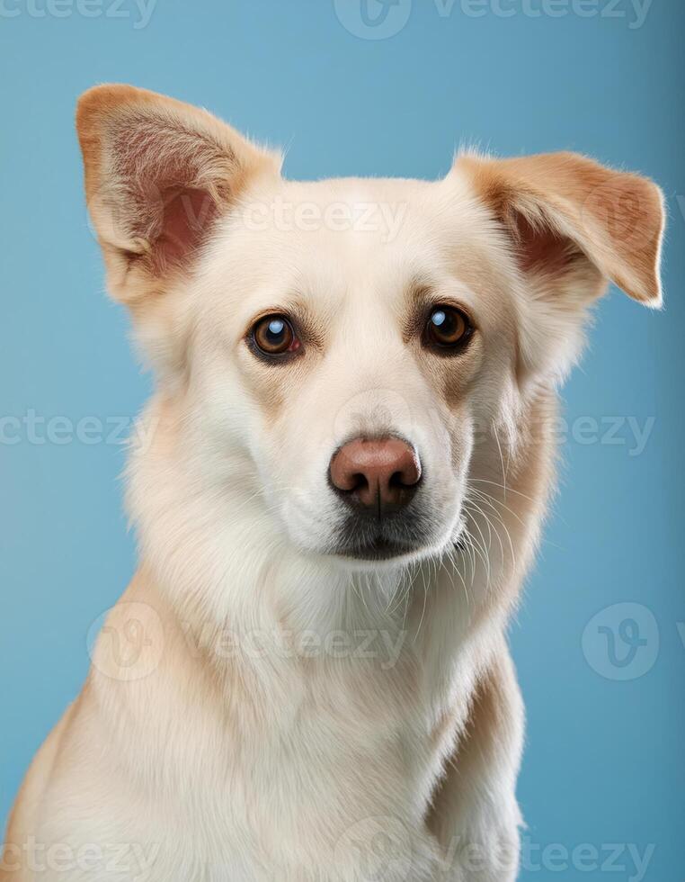 A creamy white dog with brown eyes stares intently at the camera photo