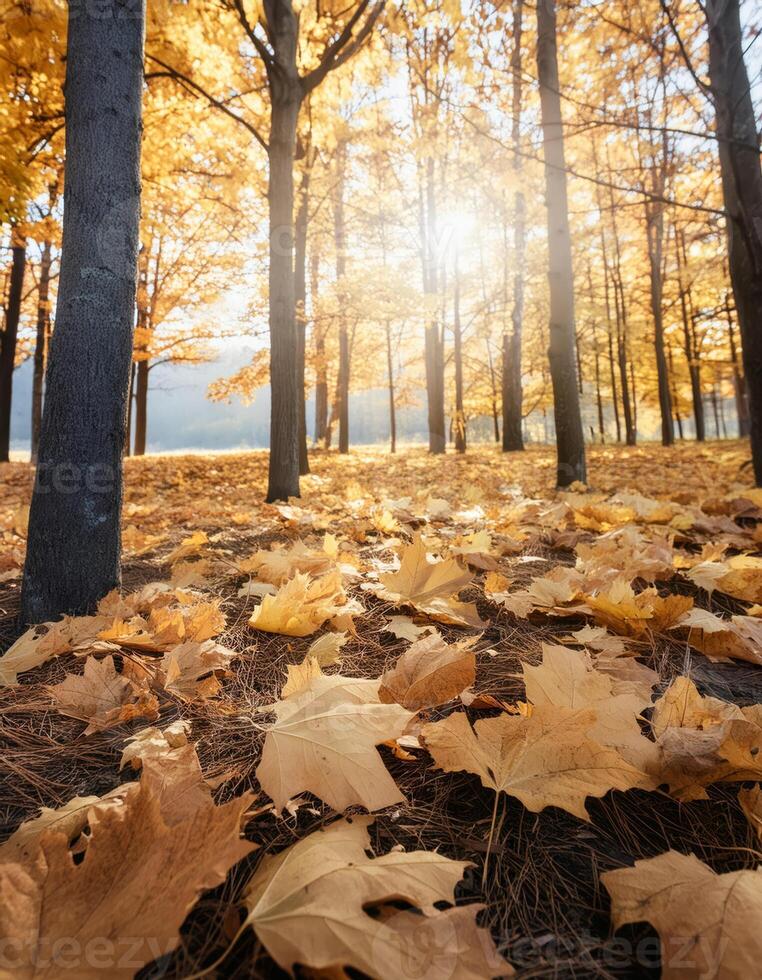 A golden carpet of fallen leaves covers the forest floor photo