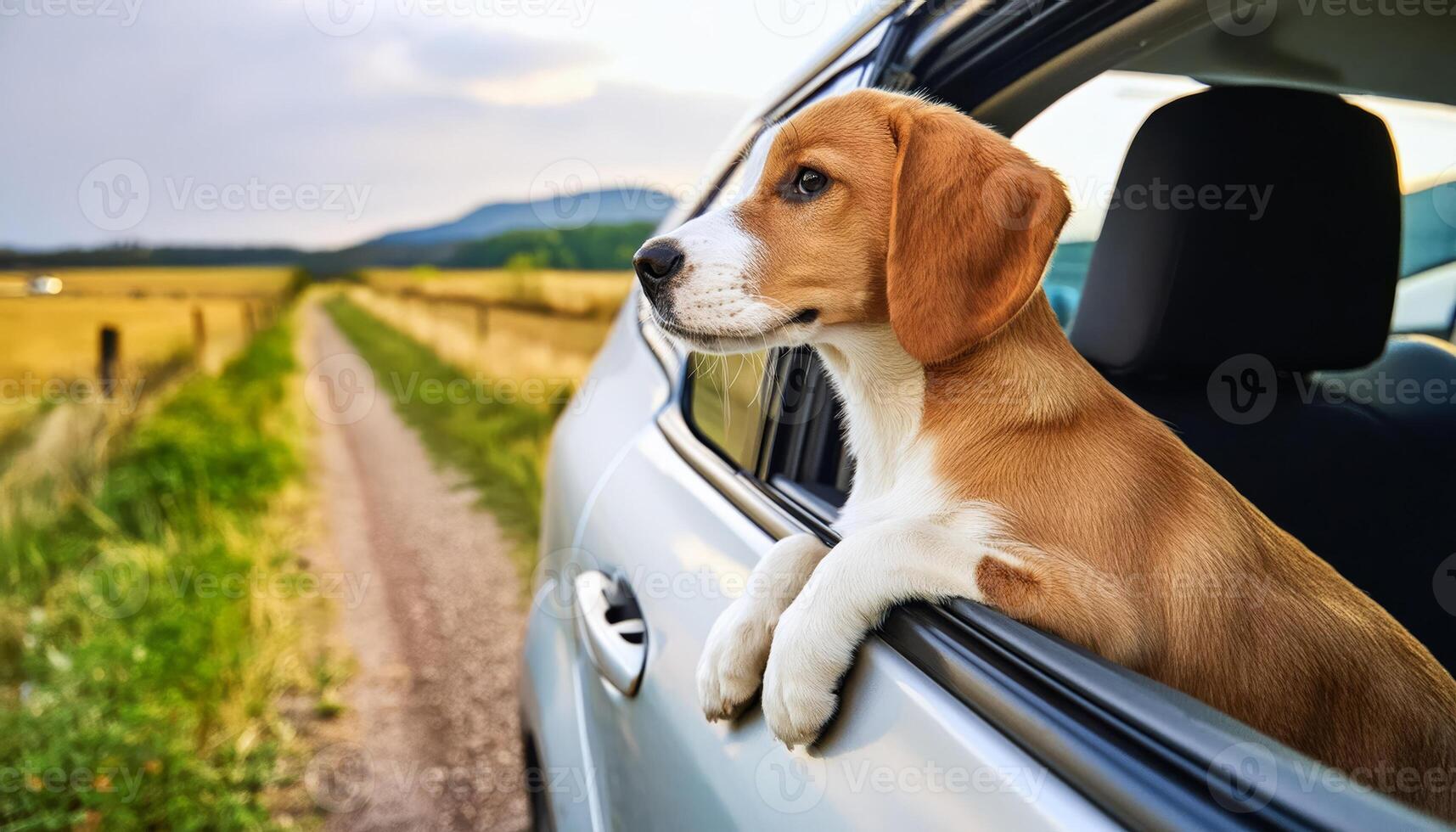 A beagle puppy looks out the window of a car as it drives down a country road photo