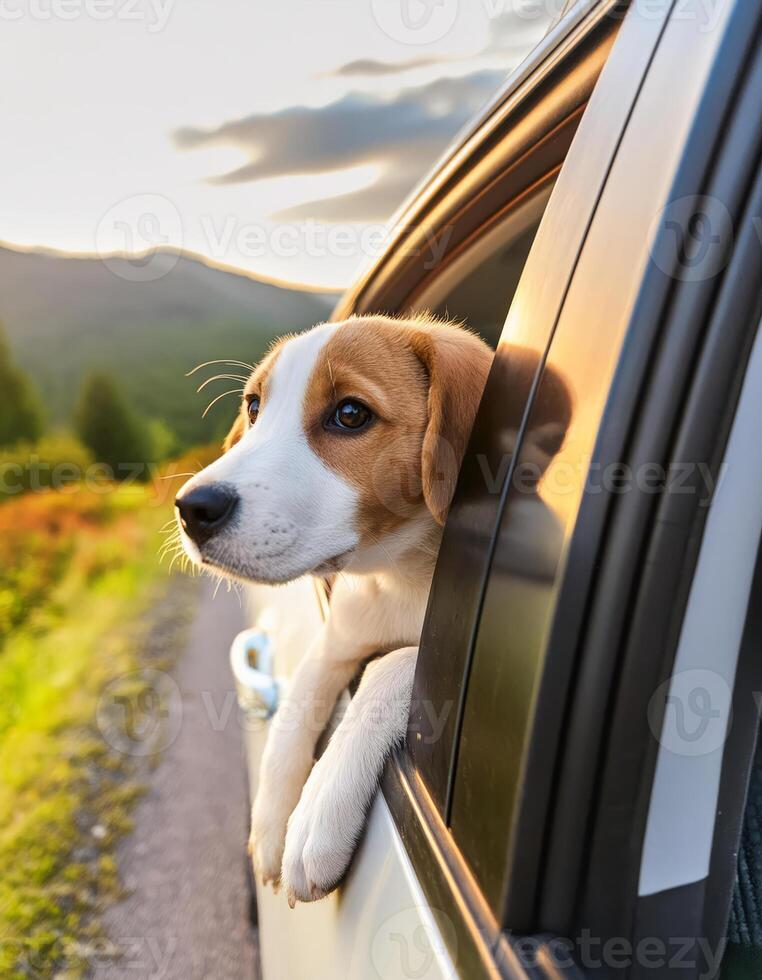 A dog peeks its head out of the car window photo