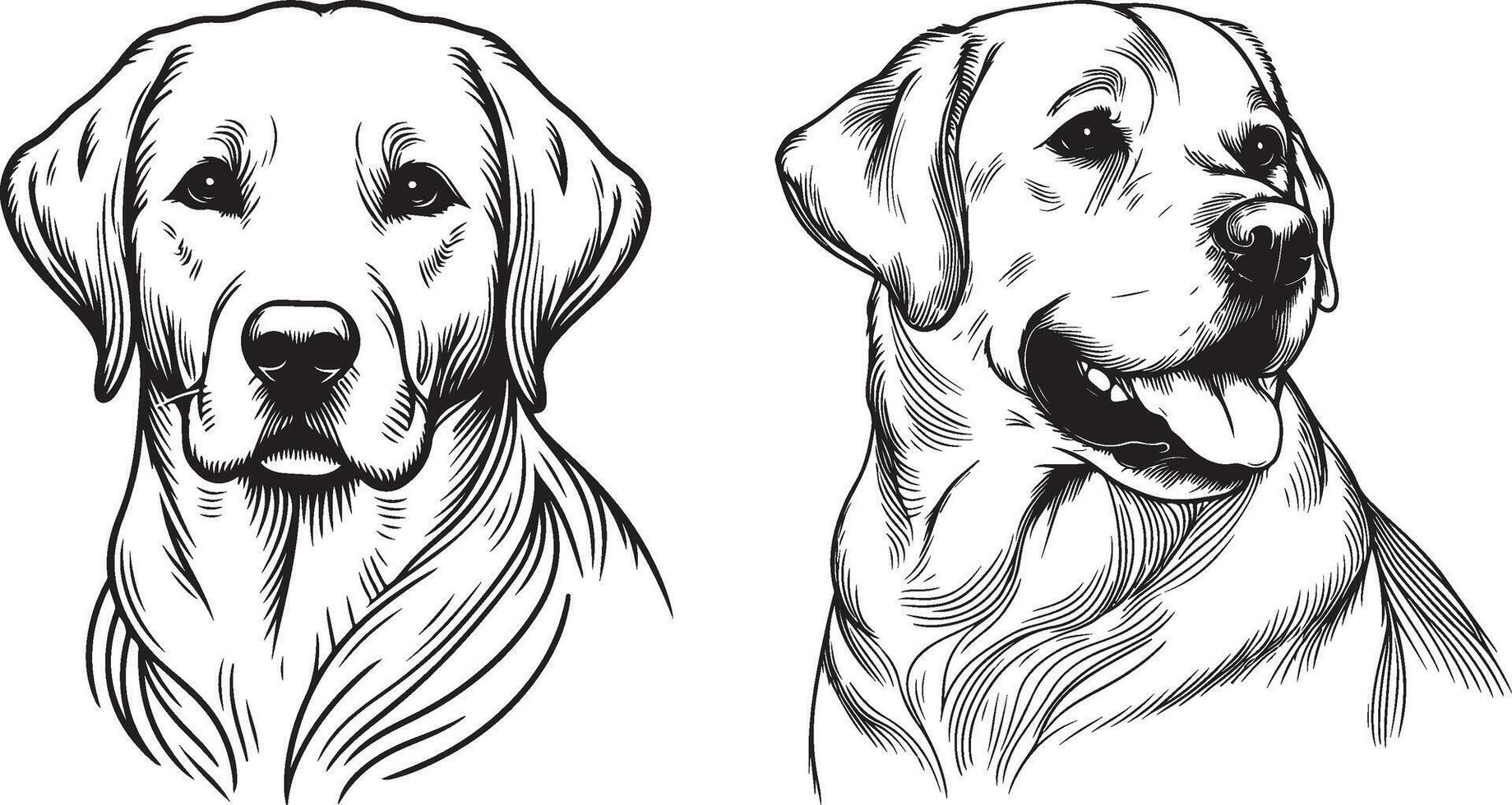 Labrador line art, Labrador line drawing, Labrador outline drawing,Labrador illustrations vector