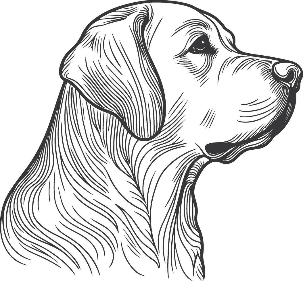 Labrador line art, Labrador line drawing, Labrador outline drawing,Labrador illustrations vector