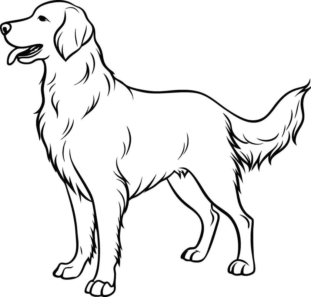 Labrador line art, Labrador line drawing, Labrador outline drawing,Labrador illustrations vector