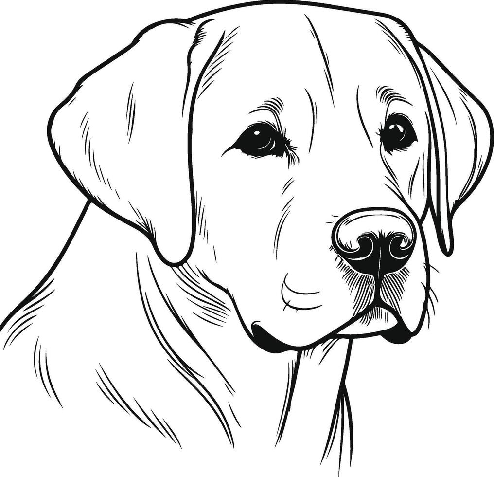 Labrador line art, Labrador line drawing, Labrador outline drawing,Labrador illustrations vector