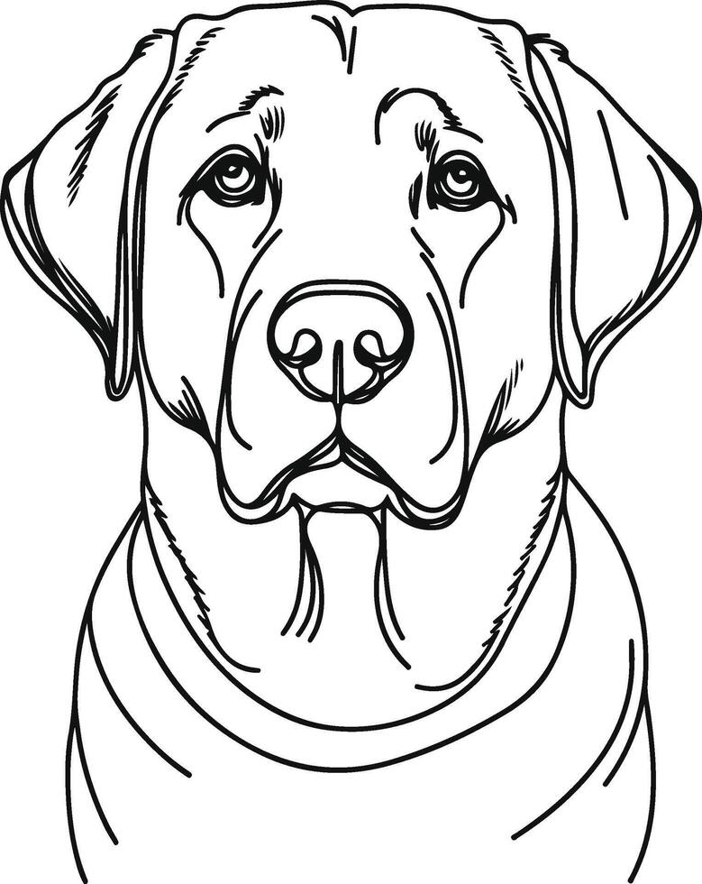 Labrador line art, Labrador line drawing, Labrador outline drawing,Labrador illustrations vector