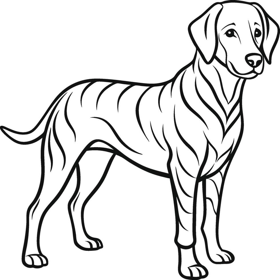 Labrador line art, Labrador line drawing, Labrador outline drawing,Labrador illustrations vector
