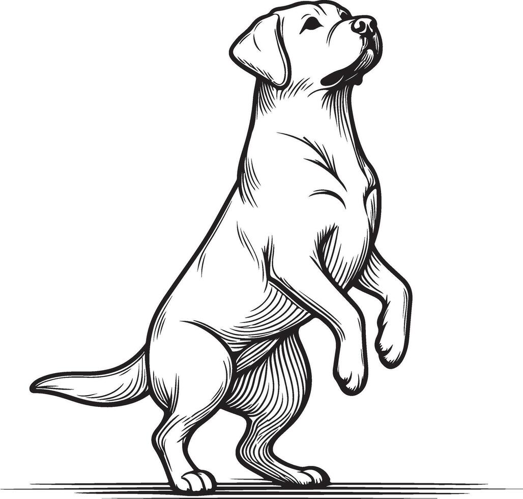 Labrador line art, Labrador line drawing, Labrador outline drawing,Labrador illustrations vector