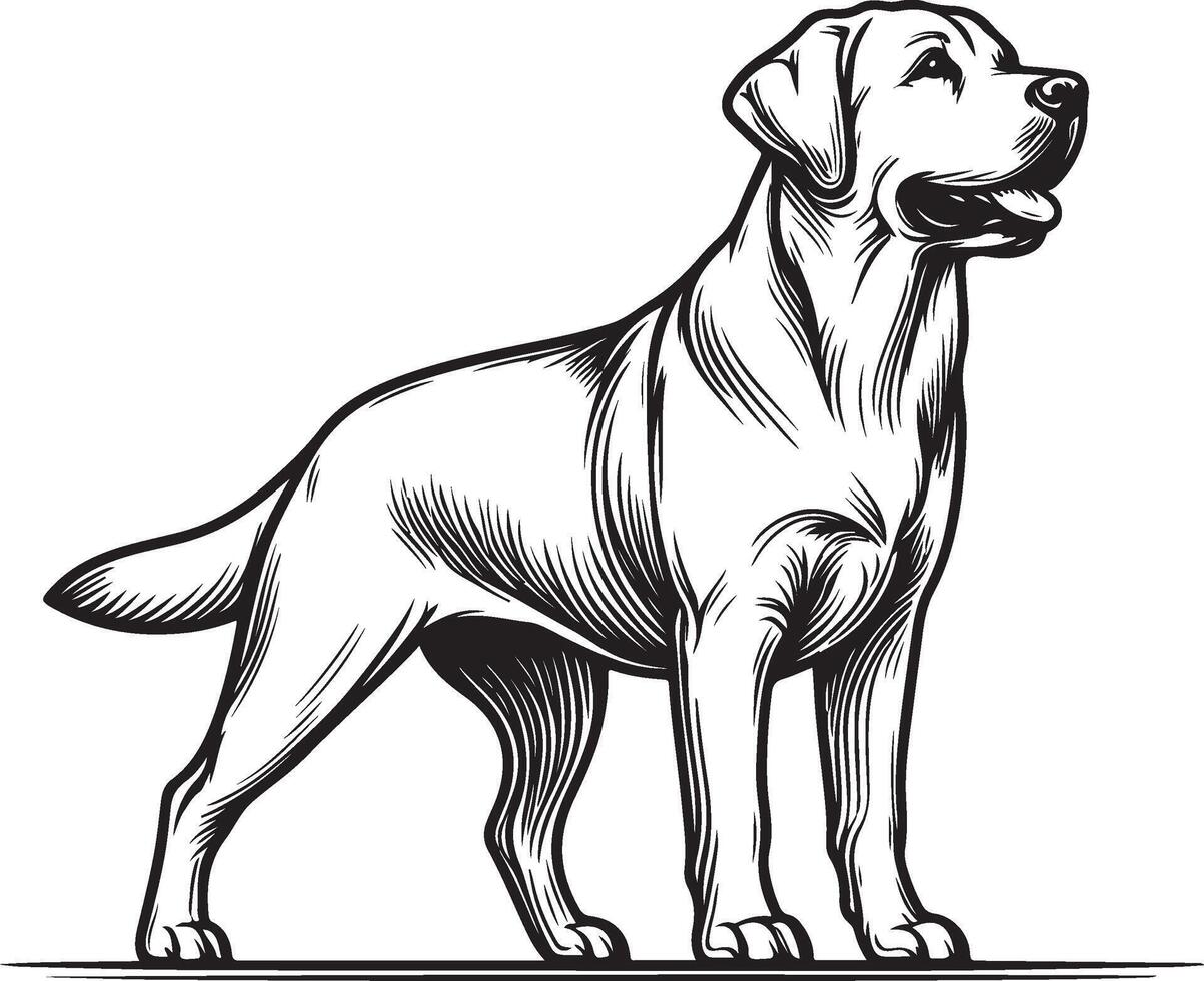 Labrador line art, Labrador line drawing, Labrador outline drawing,Labrador illustrations vector