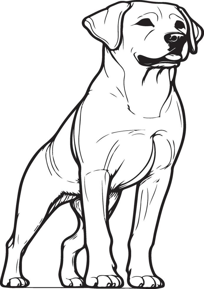 Labrador line art, Labrador line drawing, Labrador outline drawing,Labrador illustrations vector